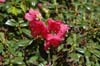 glaucophyllum (94-144)-3
